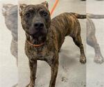 Small #4 American Pit Bull Terrier Mix