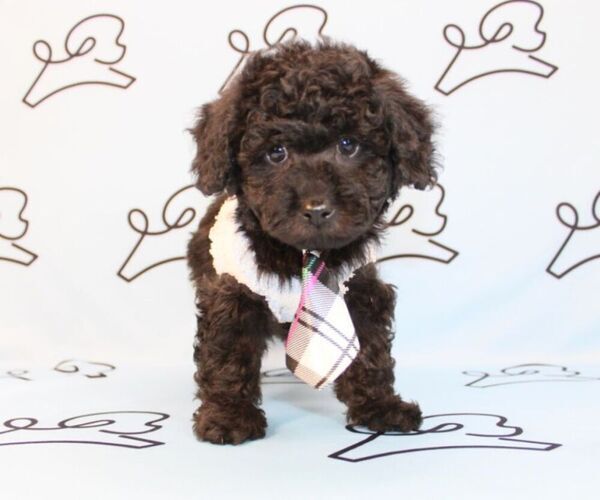 Medium Photo #12 Poodle (Miniature) Puppy For Sale in LAS VEGAS, NV, USA