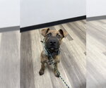 Small #1 Mutt