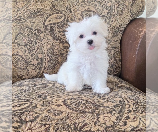 Medium Photo #11 Maltese Puppy For Sale in SANTA CLARITA, CA, USA