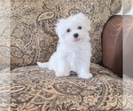 Small Photo #11 Maltese Puppy For Sale in SANTA CLARITA, CA, USA