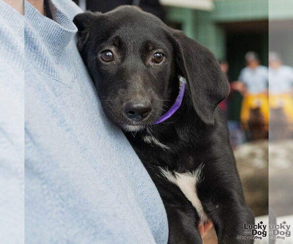 Medium Photo #5 Labrador Retriever-Unknown Mix Puppy For Sale in Washington, DC, USA
