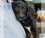 Small #4 Labrador Retriever Mix