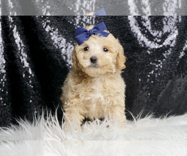 Medium Photo #2 Maltipoo Puppy For Sale in WARSAW, IN, USA