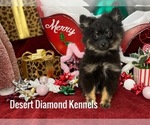 Small Photo #9 Pomeranian Puppy For Sale in HI VISTA, CA, USA
