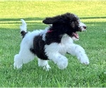 Small Photo #10 Poodle (Standard) Puppy For Sale in BURNS, TN, USA
