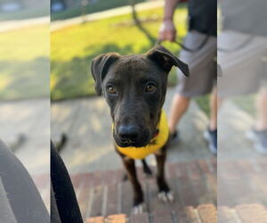 American Staffordshire Terrier-Unknown Mix Dogs for adoption in Holly Springs, NC, USA