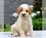 Small Poodle (Miniature)