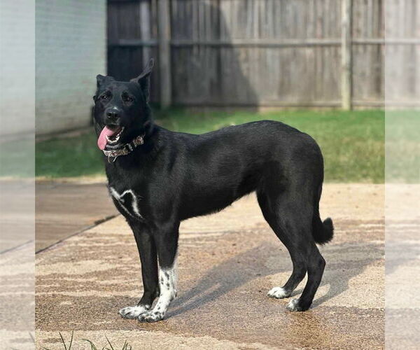 Medium Photo #2 Border Collie-Unknown Mix Puppy For Sale in Canton, CT, USA