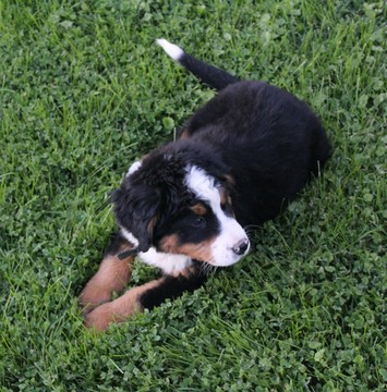 Medium Photo #2 Bernese Mountain Dog Puppy For Sale in FRESNO, OH, USA