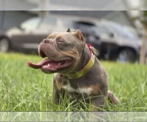 American Bulldog Dogs for adoption in Mooresville, NC, USA