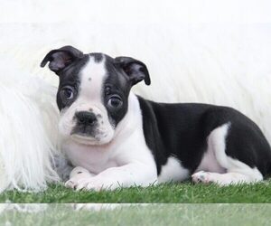 Boston Terrier Puppy for sale in MARIETTA, GA, USA