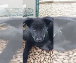 Small Photo #3 German Shepherd Dog Puppy For Sale in BELLVUE, CO, USA