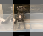 Small Photo #2 French Bulldog Puppy For Sale in AURORA, CO, USA