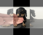 Small #3 Dachshund