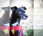 Small #2 Chihuahua