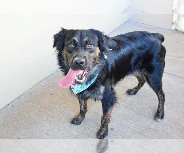 Medium Photo #1 Mutt Puppy For Sale in McKinney, TX, USA