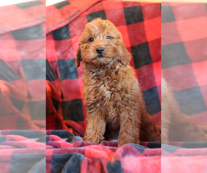 Goldendoodle Puppy for sale in ITASCA, TX, USA