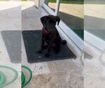Small #10 Rottweiler Mix