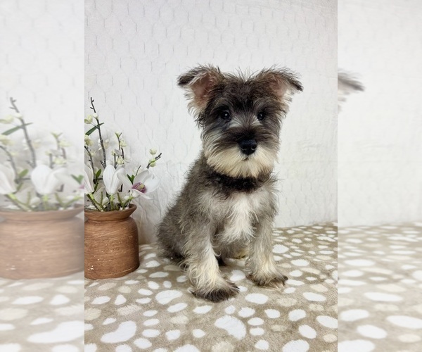 Medium Photo #2 Schnauzer (Miniature) Puppy For Sale in INDIANAPOLIS, IN, USA
