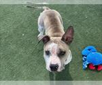 Small #2 American Pit Bull Terrier