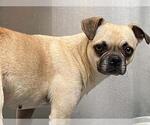 Small Pug