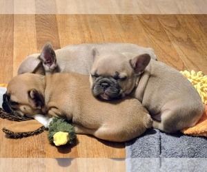 French Bulldog Puppy for Sale in KILLINGLY, Connecticut USA