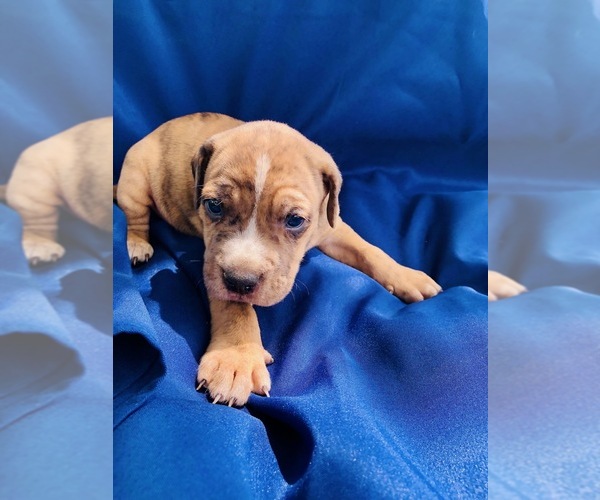 Medium Photo #10 Catahoula Leopard Dog-Unknown Mix Puppy For Sale in YELLVILLE, AR, USA