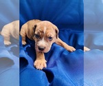 Small Photo #10 Catahoula Leopard Dog-Unknown Mix Puppy For Sale in YELLVILLE, AR, USA