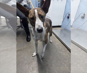 Mutt Dogs for adoption in Evansville, IN, USA