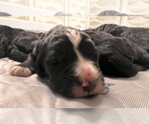 Bernedoodle Puppy for sale in LITTLE ROCK, AR, USA