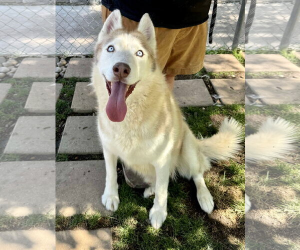 Medium Photo #4 Siberian Husky Puppy For Sale in Cedar Crest, NM, USA