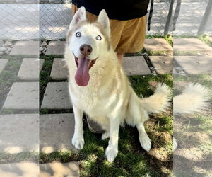 Roscoe - Male Siberian Husky Dog for Adoption - Photo #4