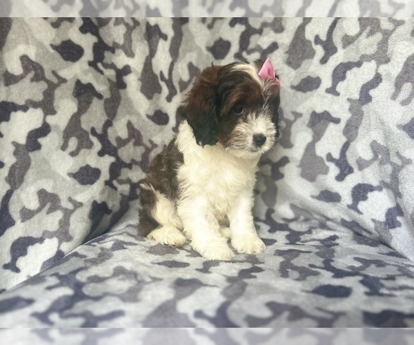 Medium Photo #3 Cock-A-Poo Puppy For Sale in LAKELAND, FL, USA