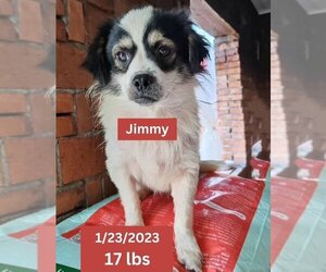 Chihuahua-Tibetan Spaniel Mix Dogs for adoption in West Hollywood, CA, USA