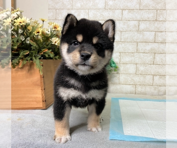 Medium Photo #10 Shiba Inu Puppy For Sale in SAN JOSE, CA, USA