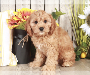Cavapoo Puppy for sale in MOUNT VERNON, OH, USA