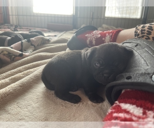 Medium Photo #15 Frenchie Pug Puppy For Sale in BLOOMINGTON, IL, USA