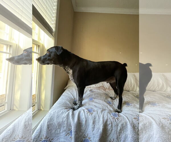 Medium Photo #3 Mutt Puppy For Sale in Rockaway, NJ, USA