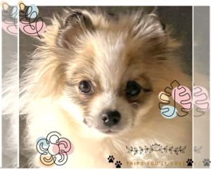 Pomeranian Puppy for sale in LISLE, IL, USA