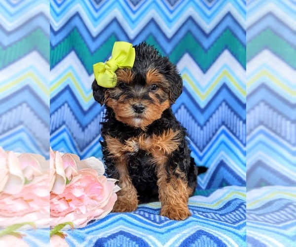 Medium Photo #1 Poodle (Miniature)-Shorkie Tzu Mix Puppy For Sale in CHRISTIANA, PA, USA