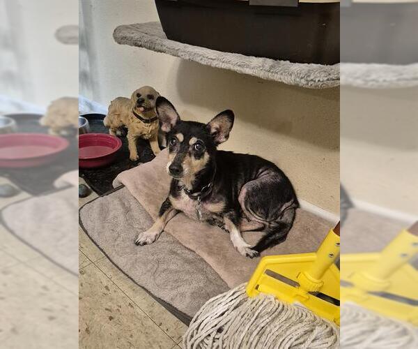 Medium Photo #1 Mutt Puppy For Sale in San Antonio, TX, USA