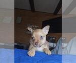 Small Chihuahua