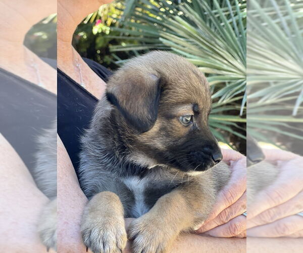 Medium Photo #3 Hava-Apso Puppy For Sale in Dana Point, CA, USA