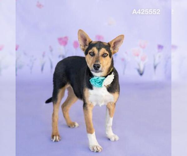 Medium Photo #1 German Shepherd Dog-Unknown Mix Puppy For Sale in Conroe, TX, USA