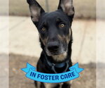 Small #1 German Shepherd Dog Mix
