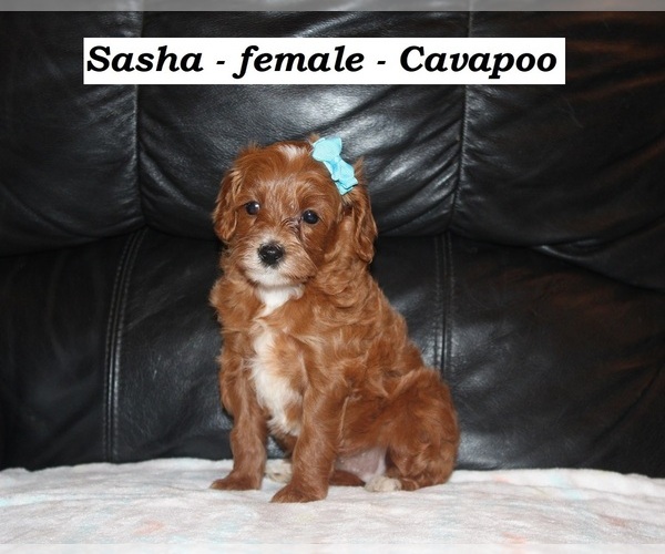 Medium Photo #2 Cavapoo Puppy For Sale in CLARKRANGE, TN, USA