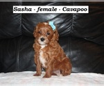 Small #1 Cavapoo
