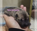 Puppy Tortellini Chinese Shar-Pei