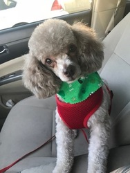 Poodle (Miniature) Puppy for sale in SPRINGFIELD, MO, USA